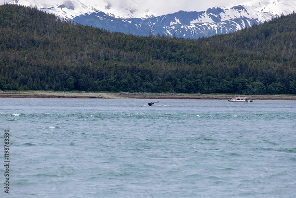 Fototapeta Whale-watching tour boat on Alaska's coast with a humpback whale tail