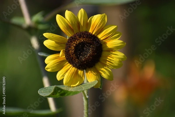 Obraz Floweer Yellow-39