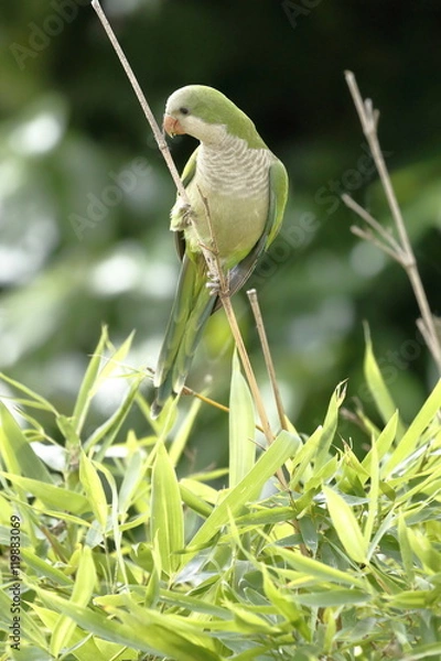 Obraz parakeet monaco