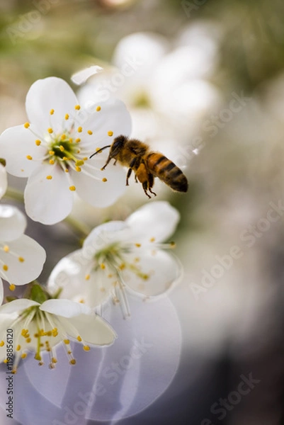 Obraz Bee next to flower