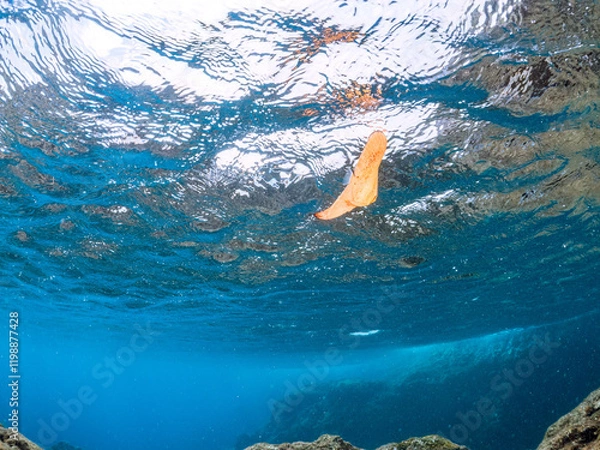 Obraz 浅瀬を泳ぐ、美しいナンヨウツバメウオ（ツバメウオ属）の幼魚の半水面撮影,
英名学名：Orbicular Batfish (Platax orbicularis) 
静岡県伊豆半島賀茂郡南伊豆町中木ヒリゾ浜2024年
