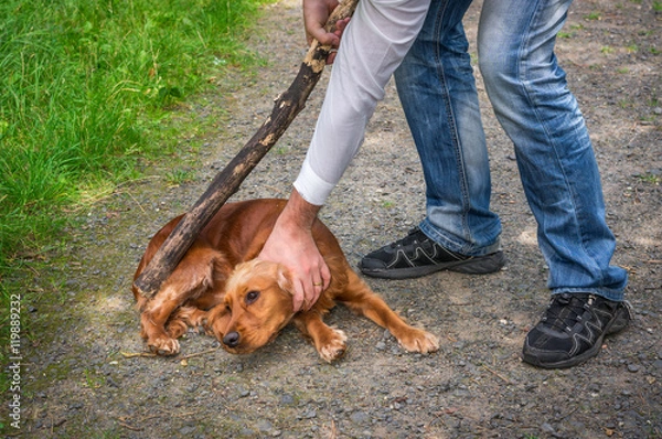 Fototapeta Man holds a stick in hand and he wants to hit the dog