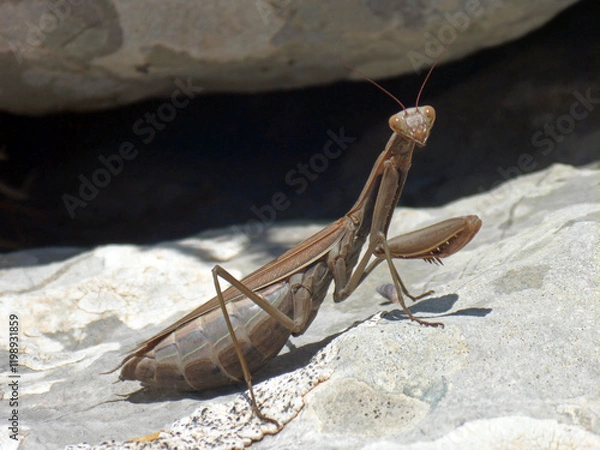 Obraz Mante religieuse