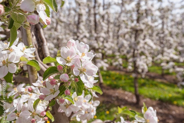 Fototapeta Blossoming apple trees in an orchard, close-up, Kressbronn am Bodensee, Baden-Wuerttemberg, Germany