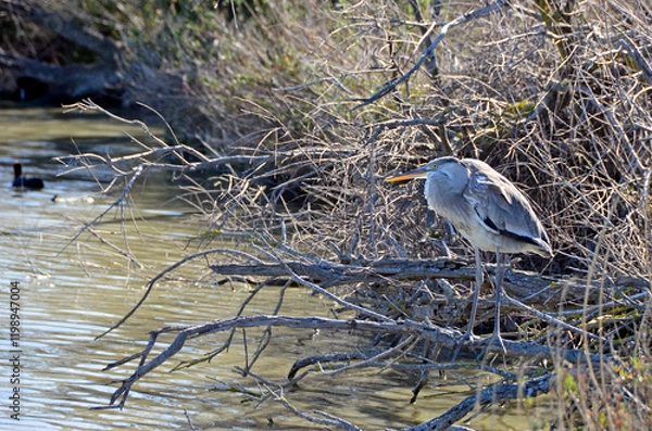 Obraz Héron cendré