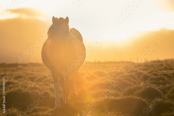 Obraz backlit horse