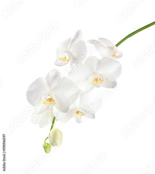 Fototapeta Orchid branch with white flowers isolated on white background