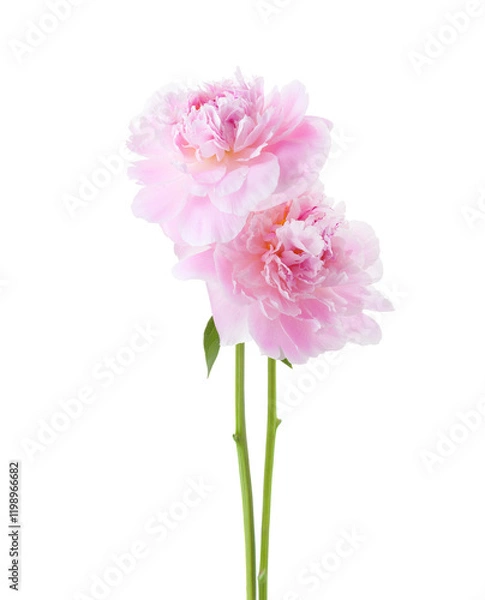 Fototapeta  Two light  pink Peonies  isolated on white background.