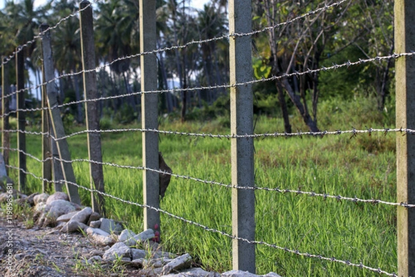 Fototapeta A simple country fence made of six layers of barbed wire on concrete posts.