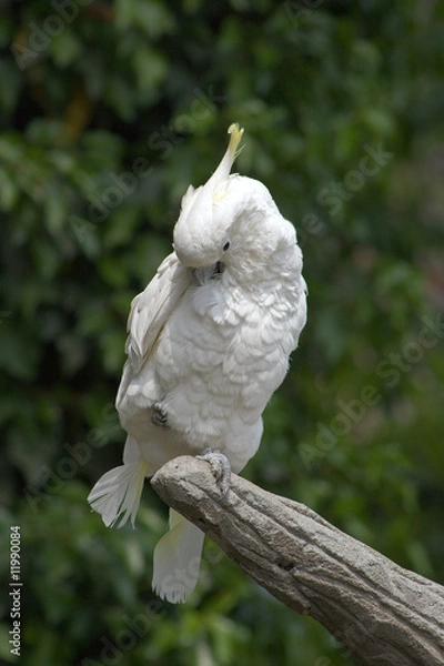 Fototapeta Pappagallo Bianco