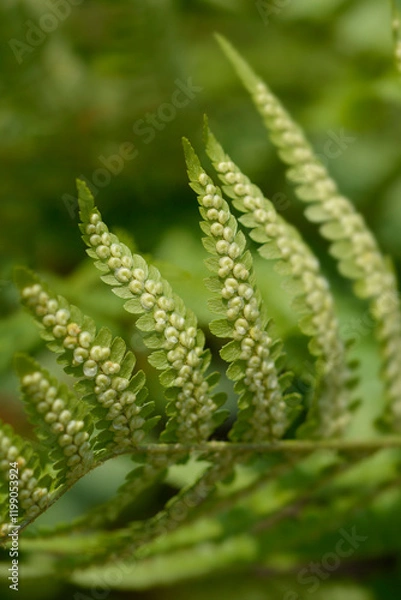 Fototapeta Soft shield-fern leaves