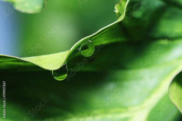 Obraz Dew drops on fresh  green grass leaves close up
