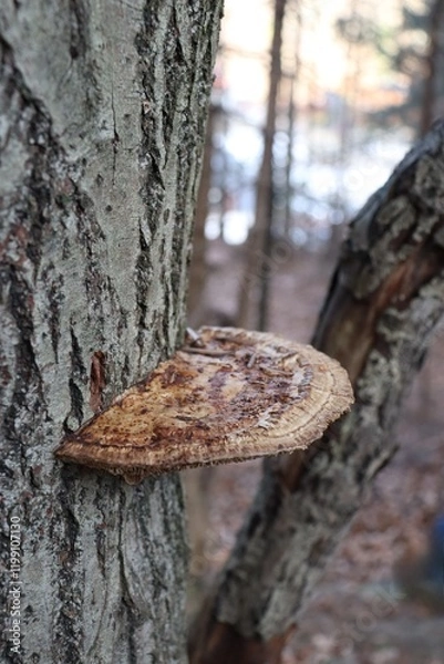 Obraz mushrooms on tree trunk