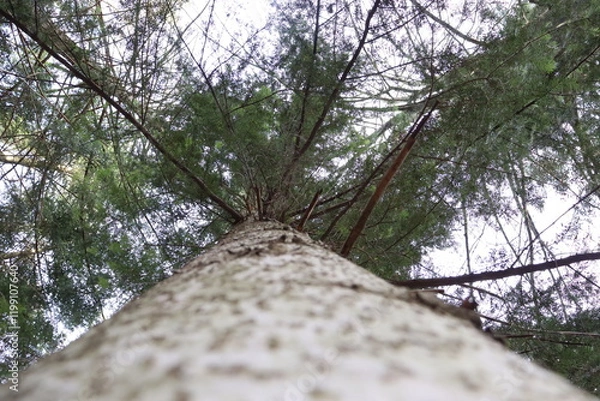 Obraz tree in the forest