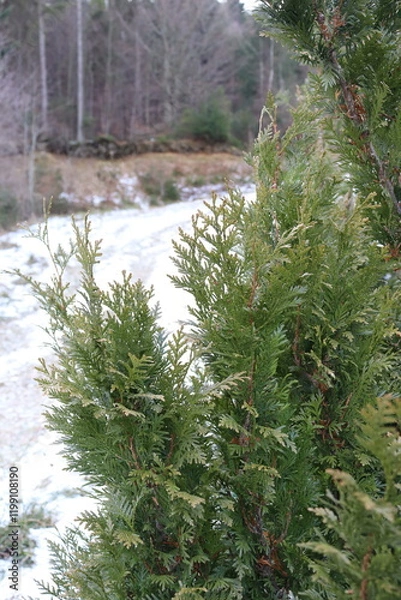 Obraz pine forest in winter