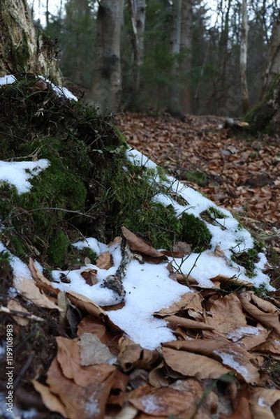 Obraz autumn in the forest