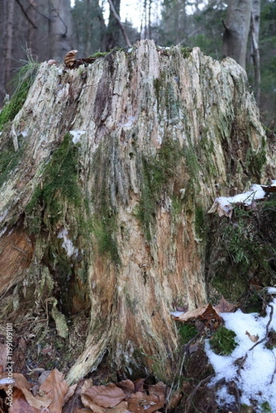 Obraz pine tree trunk