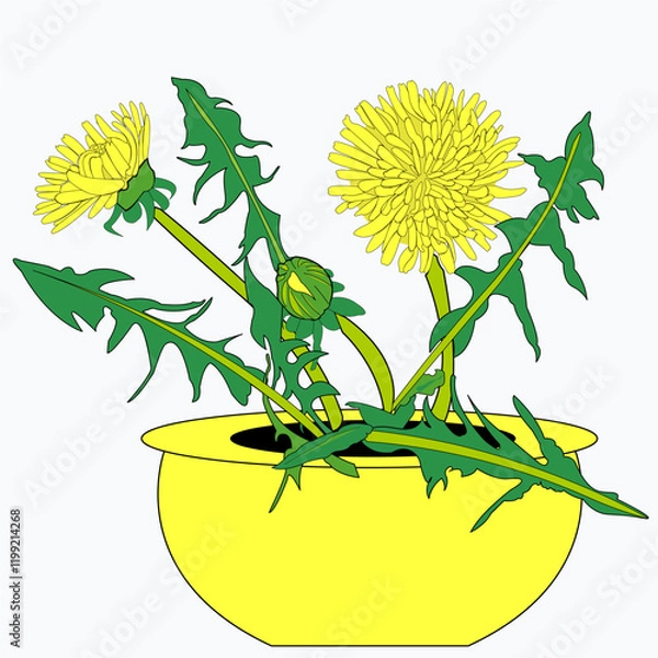 Fototapeta Yellow flowers with leaves and a small bud on a long stem, in a pot. Vector, dandelion botanical illustration suitable for icons, frame design, holiday illustrations, on transparent background, eps