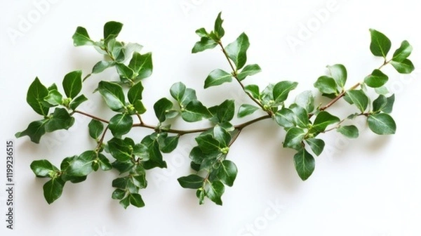 Fototapeta A sprig of green leaves on a white surface creates a minimalistic and natural look