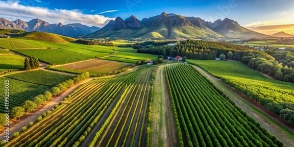 Fototapeta Stellenbosch Vineyard Drone Shot 2017