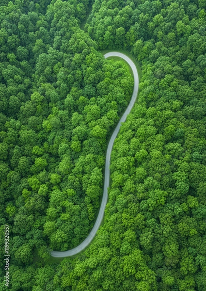 Fototapeta Aerial View of a Road in a Forest, Drone View of a Forest Road