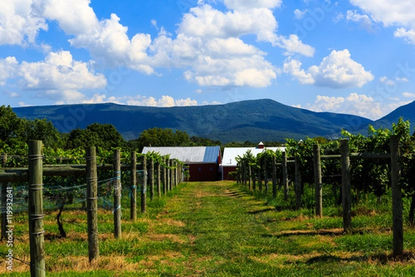 Fototapeta Vineyard in Virginia with grapes and mountain scene