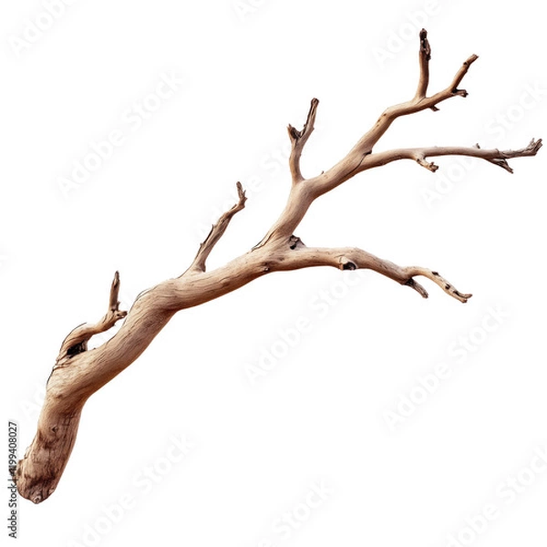 Fototapeta Dry tree branch on a transparent background