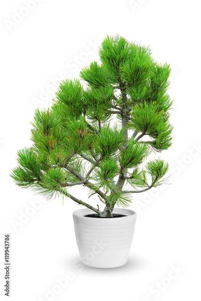 Obraz young pine tree in a flowerpot isolated over white