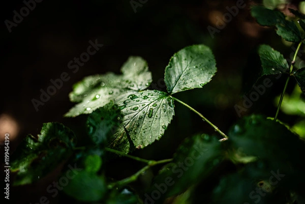 Obraz leaves in the forest