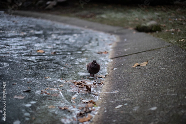 Obraz pigeon on the ground