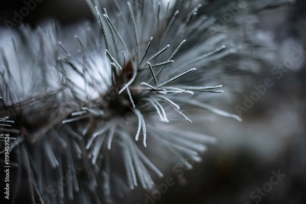 Fototapeta close-up of needles