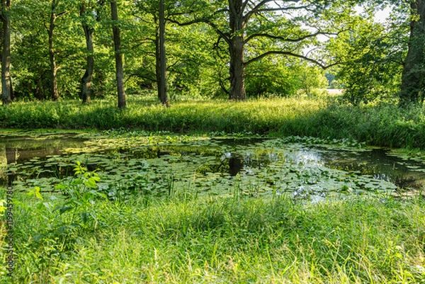 Obraz lake in the forest