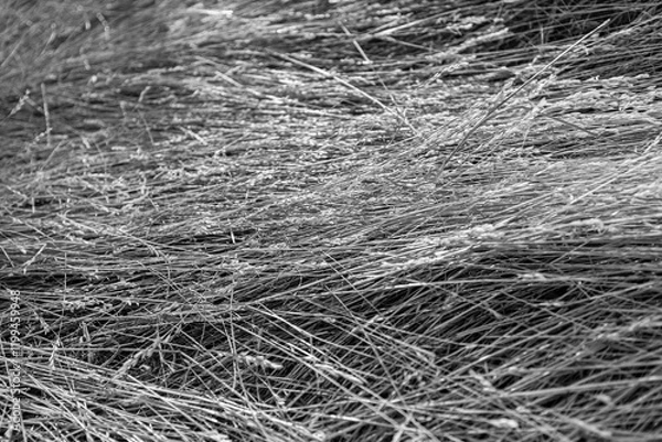Fototapeta BLACK AND WGITE GRASS