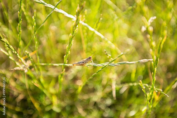 Obraz Grasshopper in the grass