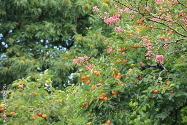 Fototapeta 初秋の風景　百日紅