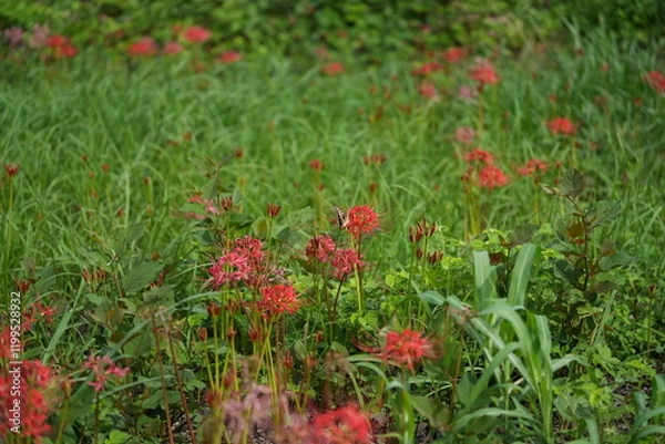Fototapeta 彼岸花