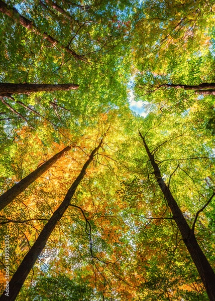 Fototapeta Glowing Forest Canopy. Inspirational Treetops Background with Gorgeous Copy Space. Vertical Layout--or may be used sideways.