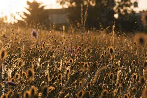 Obraz Beautiful field of wildflowers at sunset