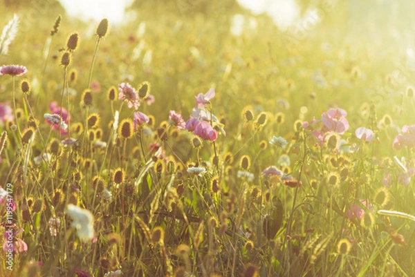 Obraz Beautiful field of wildflowers at sunset