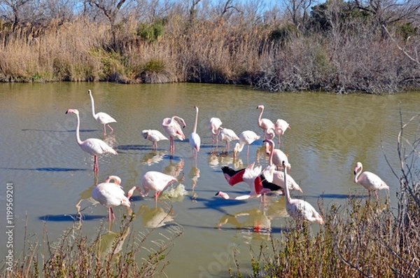 Obraz Flamants roses - la révérence 