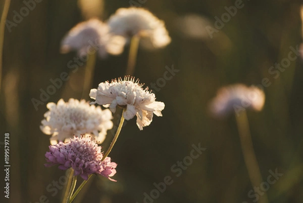 Obraz closeup of wild flowers