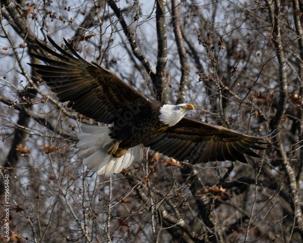Fototapeta Bald Eagle flying