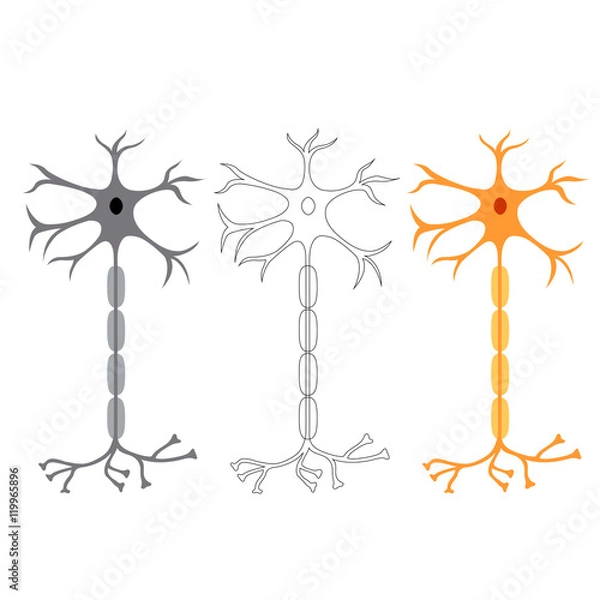 Obraz nerve cells neurons, isolated on white background