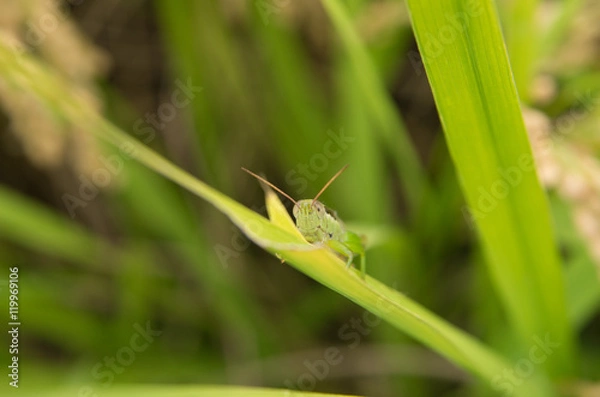 Fototapeta 稲穂とイナゴ