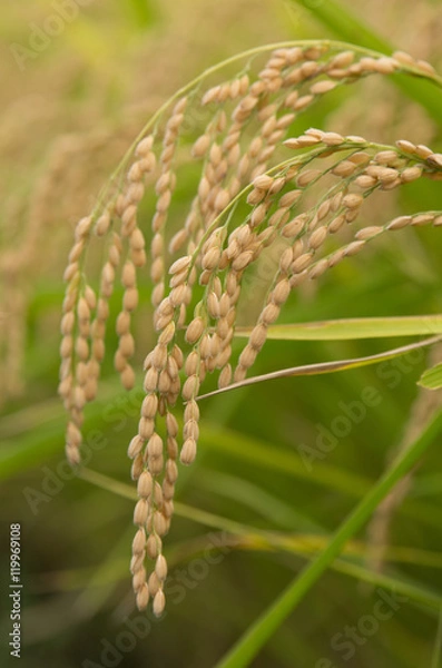Fototapeta 稲穂