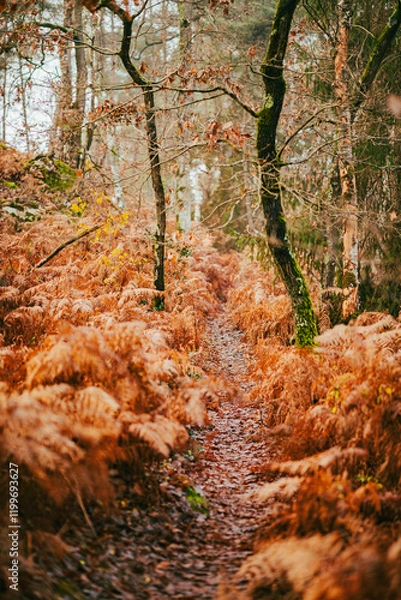 Fototapeta Couleur d'automne dans la forêt de Fontainebleau 