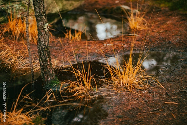 Fototapeta Couleur d'automne dans la forêt de Fontainebleau 