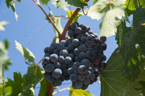 Fototapeta vendemmia uva nera