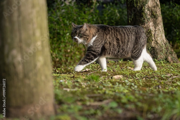 Fototapeta 林の木の間を歩く尻尾が短い足先が靴下みたいに白いキジトラ柄の顔が丸い野良猫