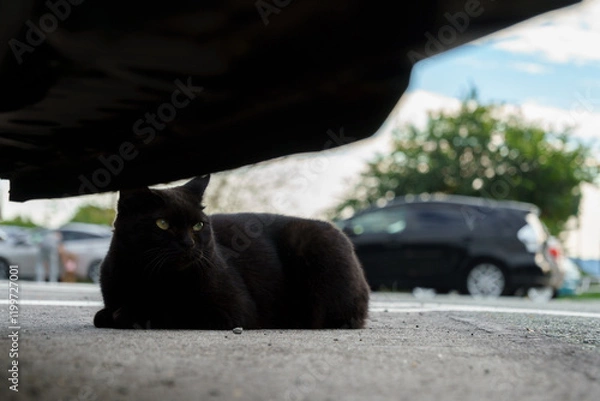 Fototapeta 青空の下駐車場の車の下にちょこんとお座りしてる黒猫の野良猫